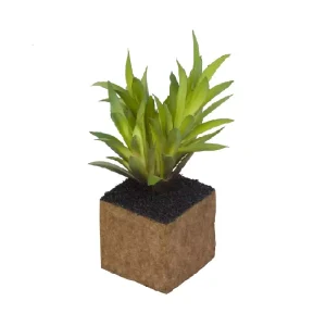 Carex planta – Kub Orient