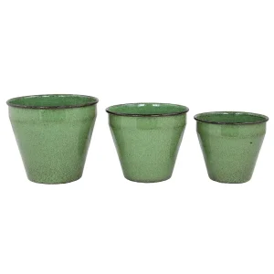 Zinkkruka Barbro – Set om 3 – Grön