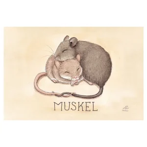 Vykort – Muskel